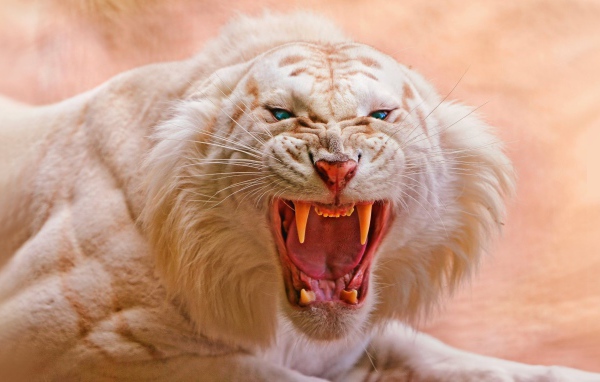 Злой белый тигр