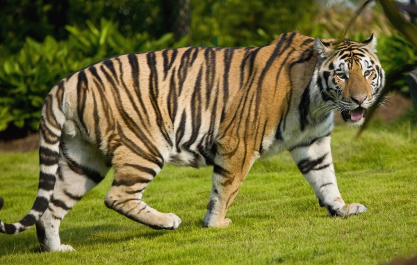 Большой тигр на газоне