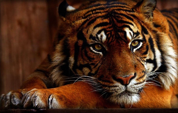 Яркое фото тигра