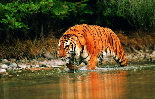 Яркий тигр бежит по реке