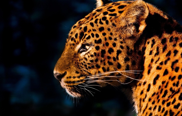 Огненно рыжий леопард