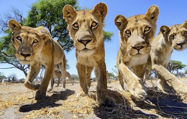 Четыре молодых льва в Африке