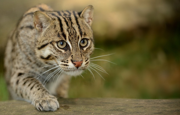 Забавный дикий кот