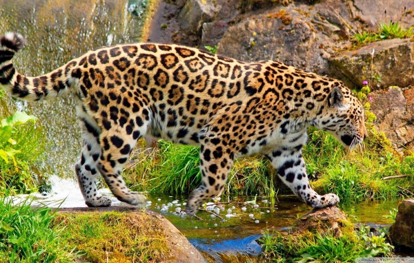 Ягуар у ручья