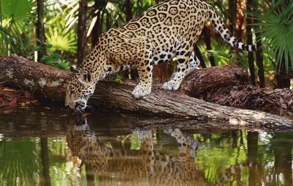 Ягуар пьет воду из реки