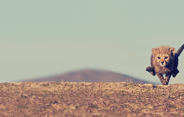 Малыш гепард бежит по саванне