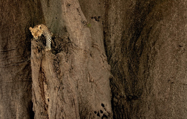 Леопард на неприступной скале