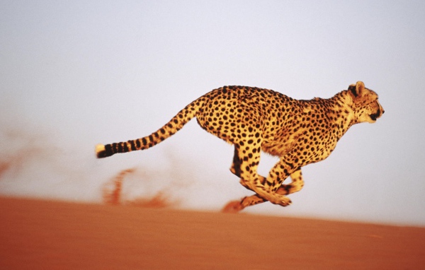 Леопард бежит по песку