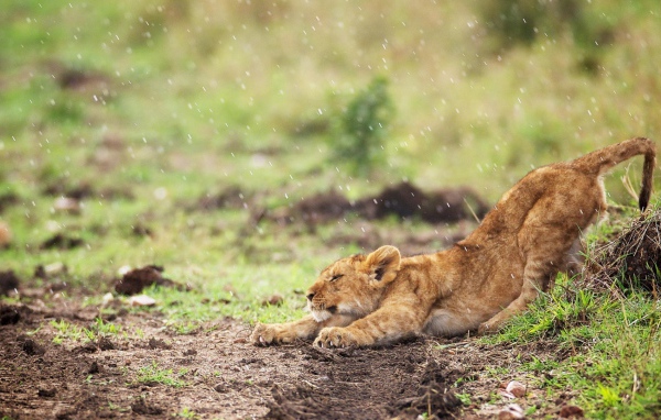 Львенок стоит под дождем
