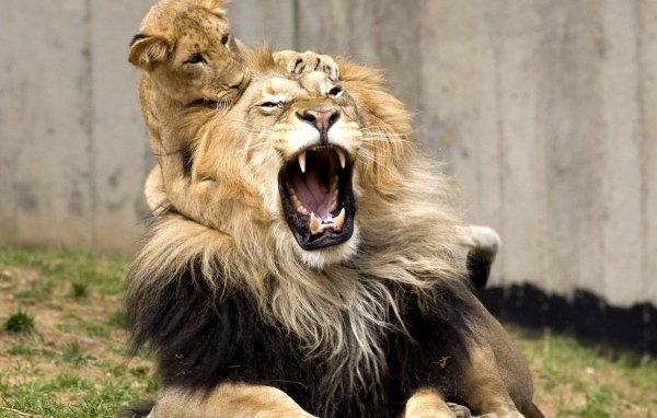 Маленький львенок укусил отца за ухо