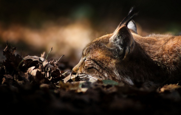 Рысь сидит в засаде