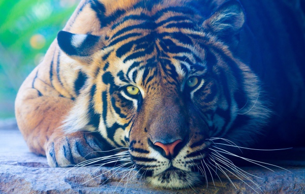 Задумчивый тигр лежит на камне