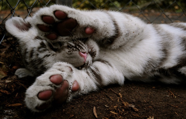 Белый тигренок прикрывает лапами мордочку