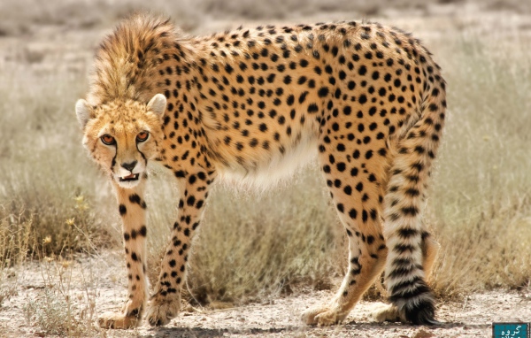 Дикая кошка в Иране