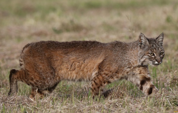 Дикая кошка идет по траве