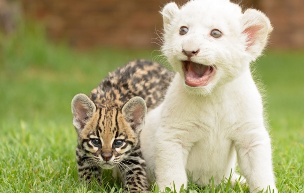 Детеныши оцелота и белого тигра