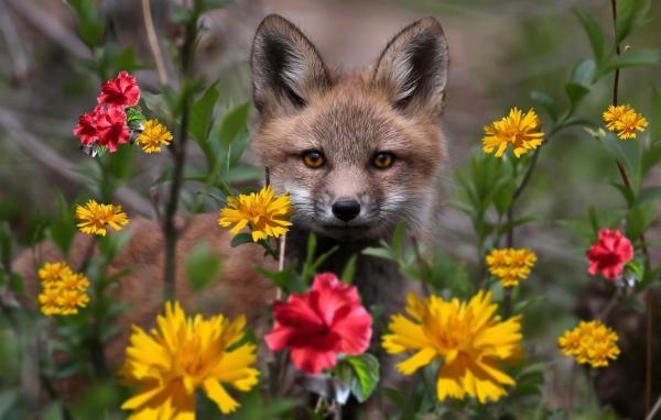 Маленький лисенок в цветнике