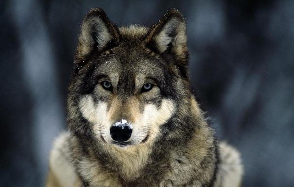 Мелкие снежинки на шерсти волка