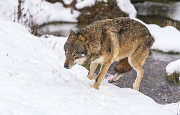 Волк с поджатым хвостом