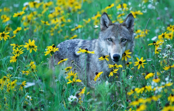 Волк среди травы и желтых цветов