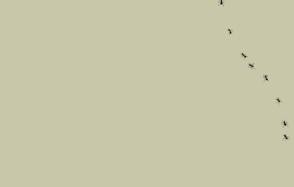 Муравьи на мониторе, серый фон