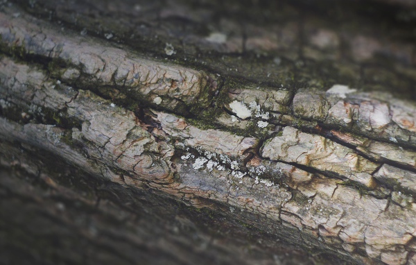 Кора дерева, фон