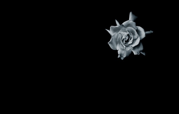 Серая роза на черном фоне