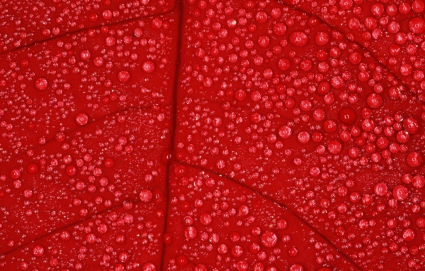 Влага на красном листе, фон