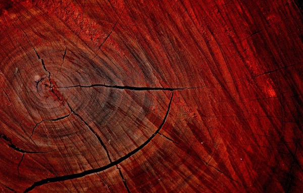 Красный спил дерева