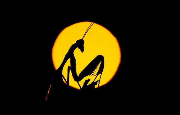 Силуэт насекомого на желтом фоне