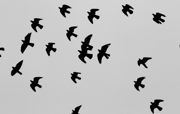 Силуэты черных птиц, серый фон