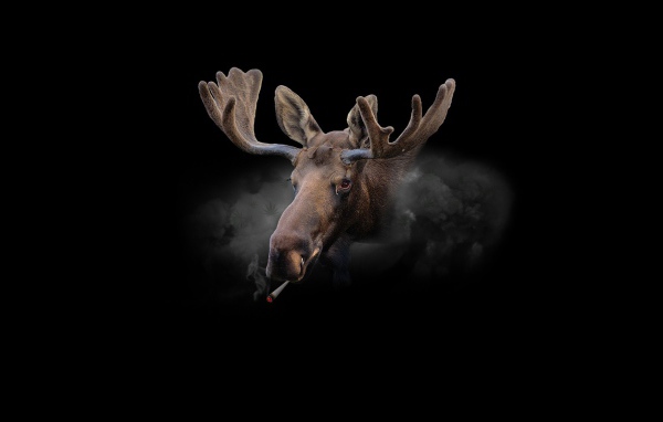 Курящий олень, черный фон