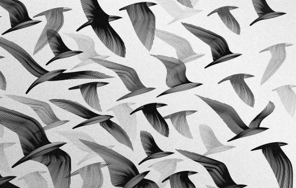 Черные птицы, серый фон