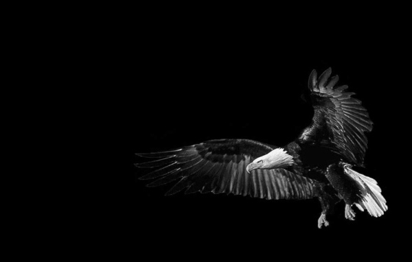 Орел, черный фон