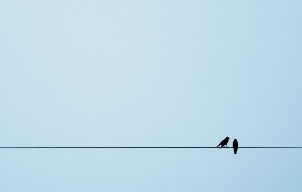 Две птицы на канате, голубой фон