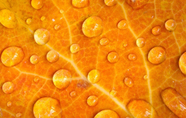 Мокрый желтый лист, фон