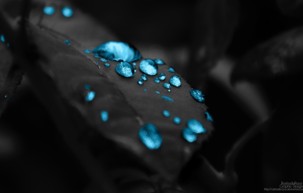 Голубые капли на черном листе