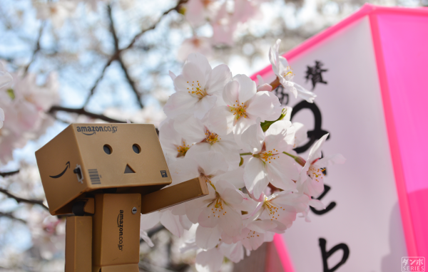 Дандо и цветущая вишня