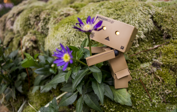 Дандо обнимает цветок