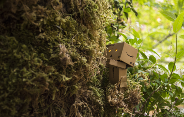 Дандо в японском саду