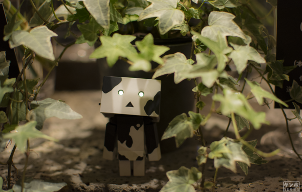 Японский Дандо под листьями