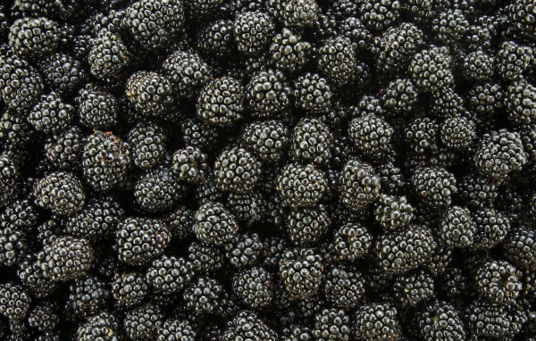 Черная ягода ежевика