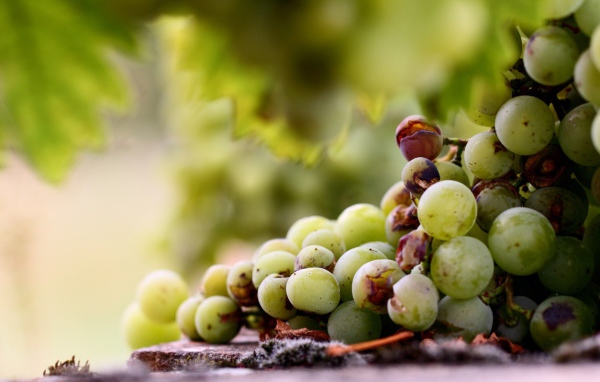 Кисть подпорченного винограда