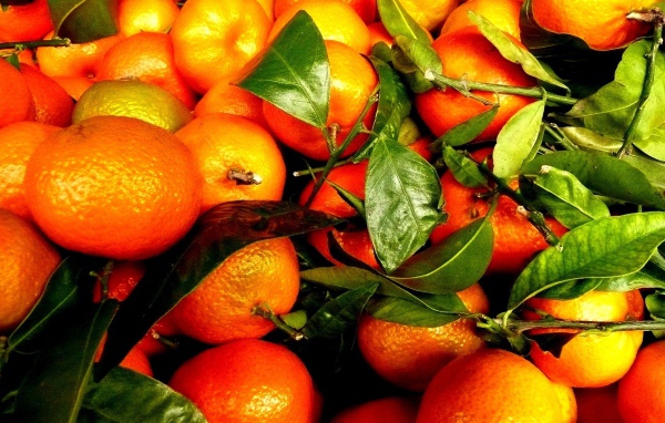 Зрелые плоды и веточки с апельсинового дерева