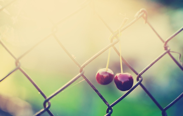 Две вишни висят на сетке