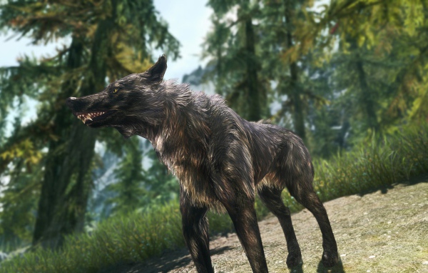 Волк в лесу, игра The Elder Scrolls V Skyrim