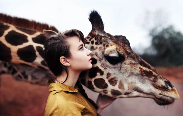 Девушка держит жирафа за голову