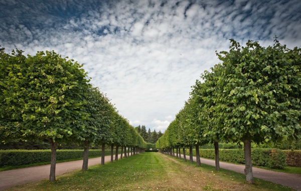 Аккуратная аллея лиственных деревьев