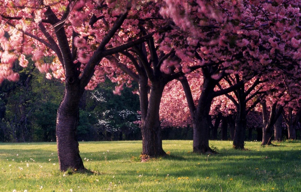 Красивое фото цветущих деревьев весной