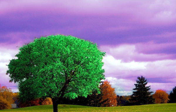 Ярко зеленое дерево на фоне осени